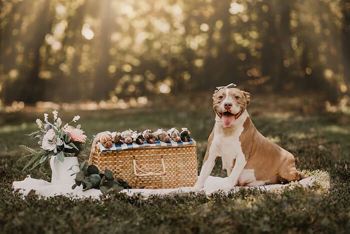 Pit Bull Got Her Own Maternity Photoshoot, And She Looks Stunning