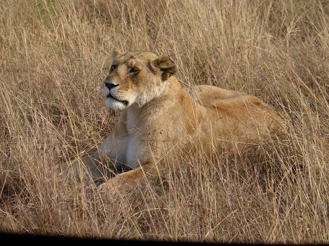 Leona en Masai Mara