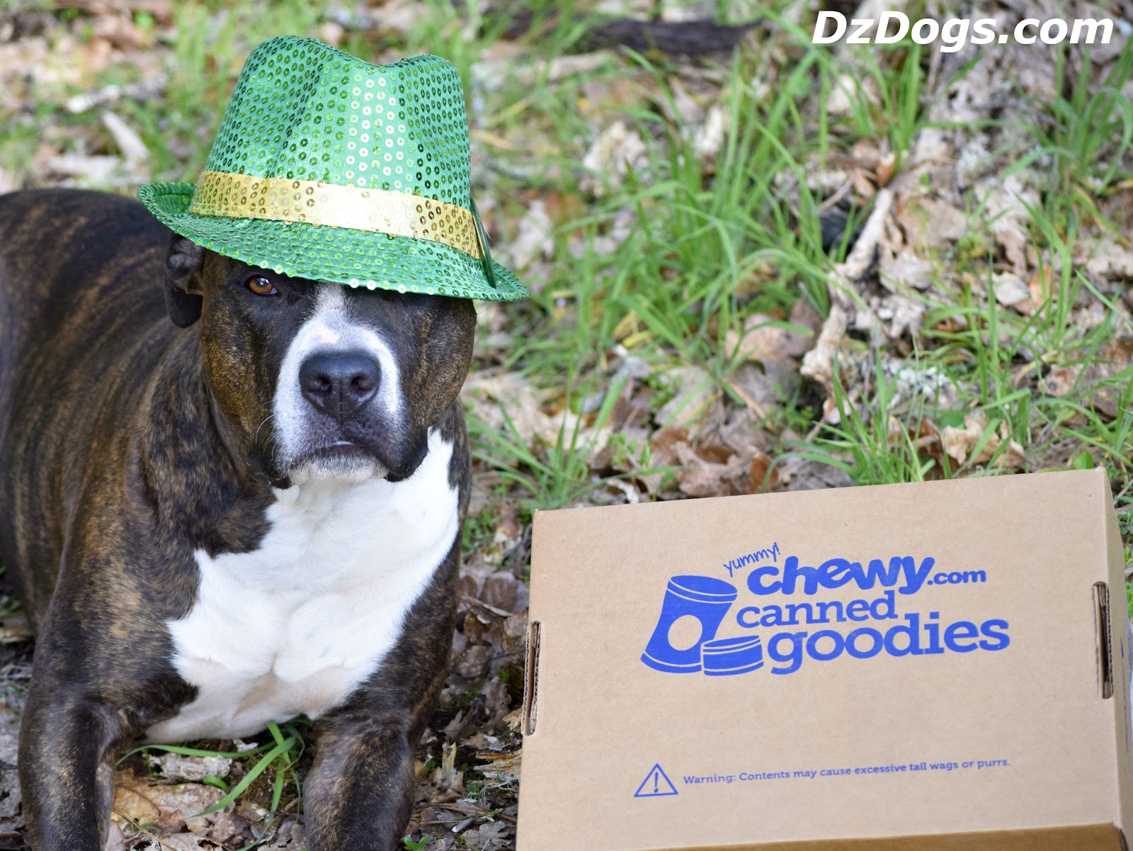 DZ's Adventures Victor Lamb & Rice Food & DIY Homemade Treats!