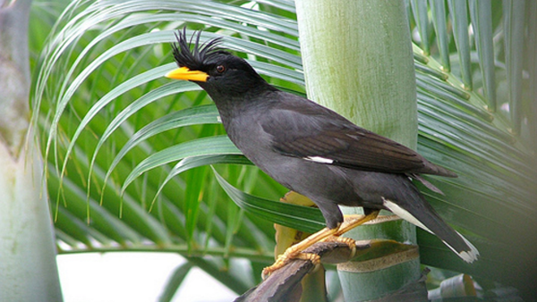 Cara Perawatan Burung Jalak Jambul Thailand Supaya Gacor