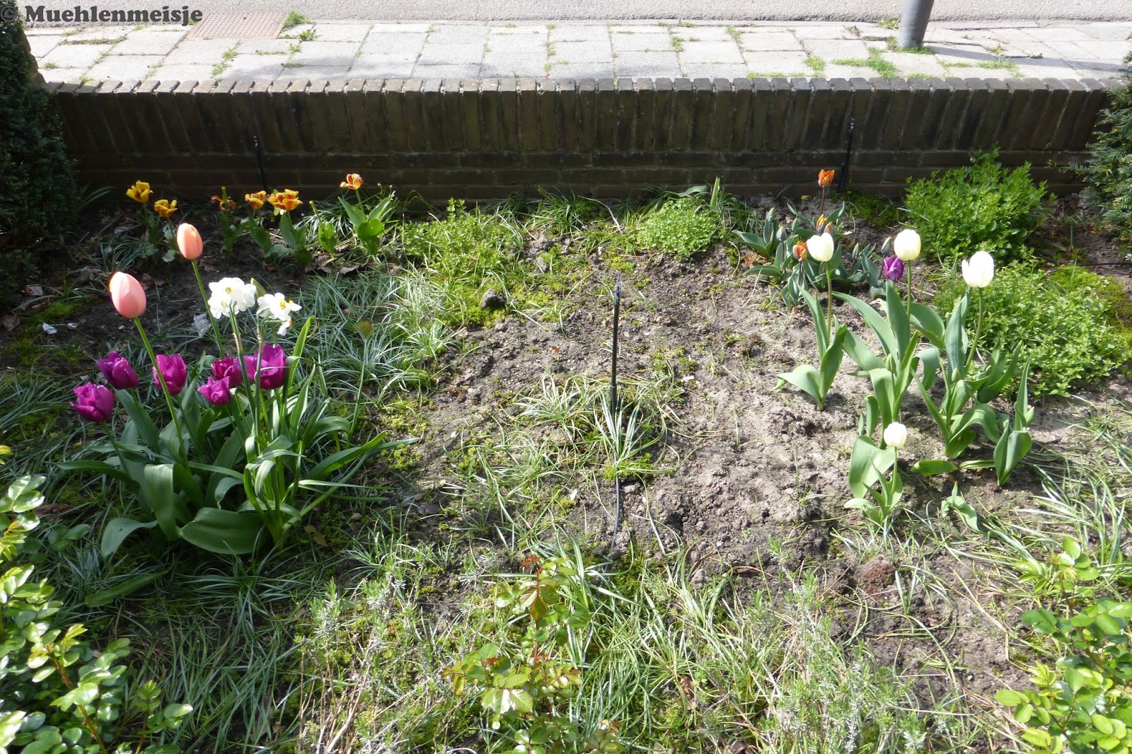 Mühlenmeisje: Kurzer Zwischenstand zum Vorgarten