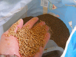 feed layena crumbles pellets curtis tia quilts hens
