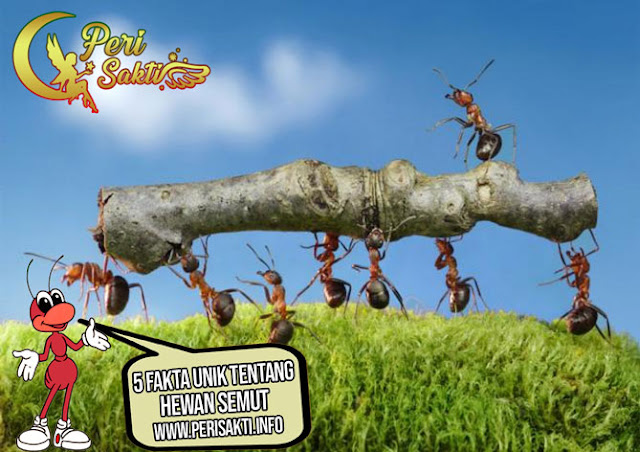 5 Fakta Unik Tentang Hewan Semut
