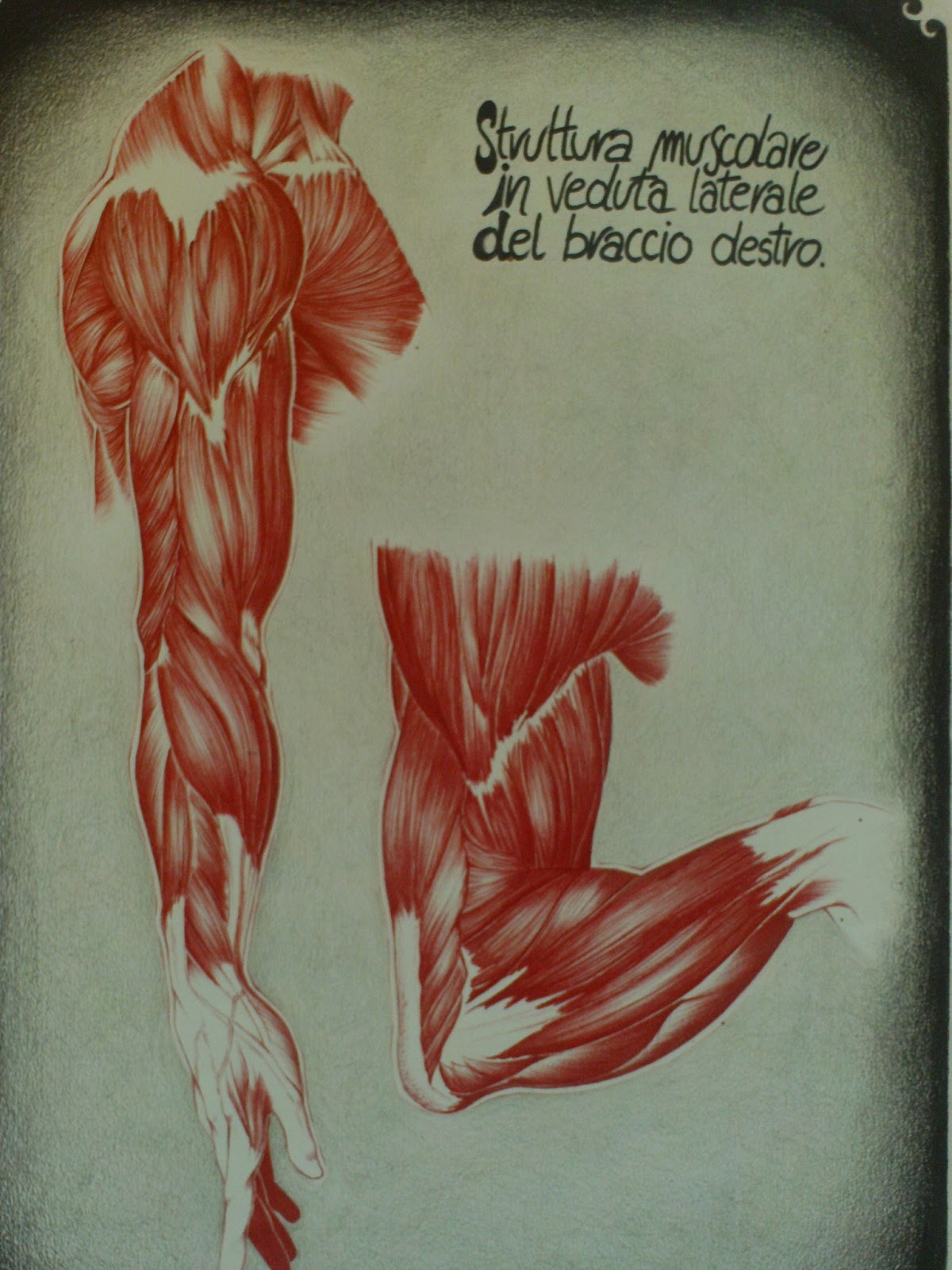 genoma-creativo-laura-b-tecnica-penna-a-sfera-tavole-anatomiche