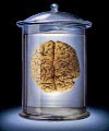 The Neurocritic: Trends in Cognitive, Computational, and Systems ...