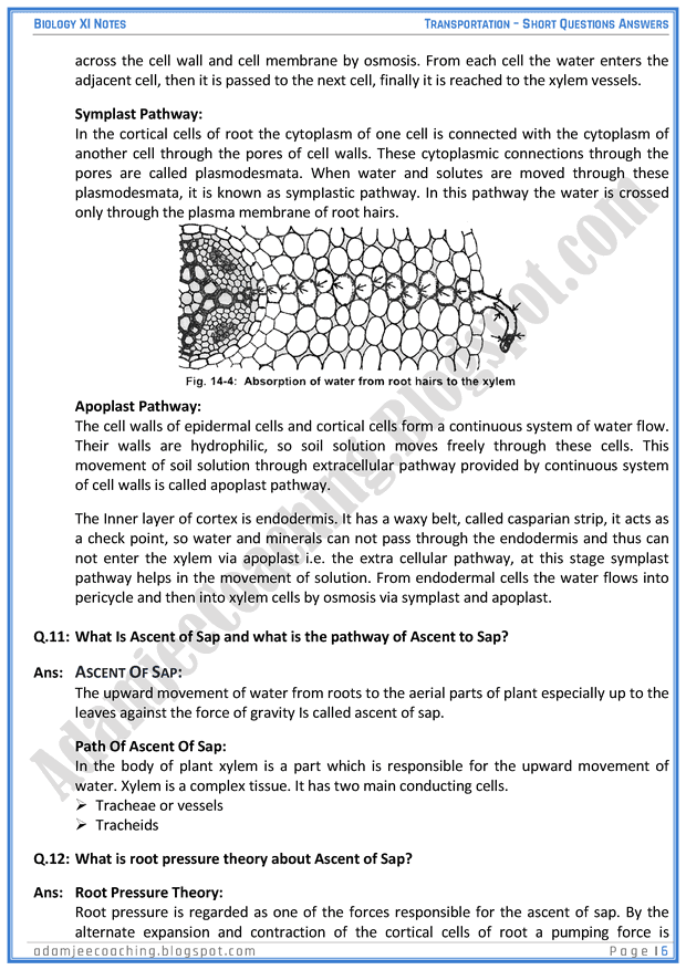 transportation-short-question-answers-biology-11th