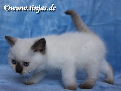 Britisch Kurzhaar Kitten chocolate point tinjas Britisch Kurzhaar Kitten chocolate point tinjas 2017 05 20 106
