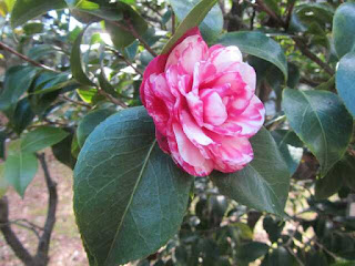Un fiore di magnolia nel suo splendore Un fiore di magnolia nel suo splendore