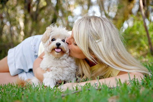 Cachorro shih tzu