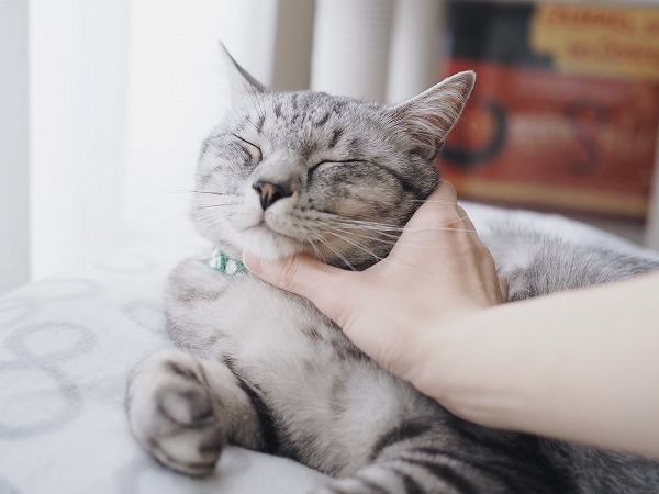 顔を撫でられているサバトラ猫