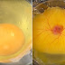 Japanese students successfully hatched chicken eggs without its shell