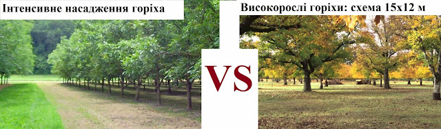 Вирощування горіха волоського: високорослий чи низькорослий? горіх високорослий чи низькорослий?
