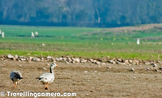 During recent trip to Pong Water reservoir in Himachal Pradesh, we saw lot of flocks of Bar Headed Goose and they were almost every-time around us because the huge migration count in this region. This Photo Journey is purely dedicated to Bar headed Goose, which had top count during Bird Counting activity during Jan 2012At Pong, Bar Headed Goose can be seen in flocks of hundreds to thousands. Above Photograph shows some of the birds from a huge flock, which was flying from east to west with Snow Covered Dhaulandhar Mountain Ranges in the background. During this trip, Bar Headed Goose were most encountered birds and during the second I was able to recognize the sound among the various other bird sounds near Pong LakeAt Pong Bar Headed Goose can either be seen around green fields where they graze on short grass OR near water, either floating and socializing :) . Bar Headed Goose have been reported as migrating south from Tibet, Kazakhstan, Mongolia and Russia before crossing the Himalaya.The Bar-headed Goose is thought to be one of the world's highest flying birds and having been heard flying across Mount Makalu, which is 5th highest mountain on earth at 8500 metres. Apparently Bar Headed Goose are seen over Mount Everest (8848 metres, although this is a second hand report with no verification).Flying Bar Headed Goose in front of Trans-Himalayan Ranges of Dhauladhar with fresh snow of Winters !Incredibly demanding migration has long puzzled physiologists and naturalists: 'there must be a good explanation for why the birds fly to the extreme altitudes, particularly since there are passes through the Himalaya at lower altitudes, and which are used by other migrating bird species
