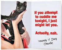 evil kitty Charlie attempt to cudde tonight might let you Actually Nah scratch Valentines Day VDay card
