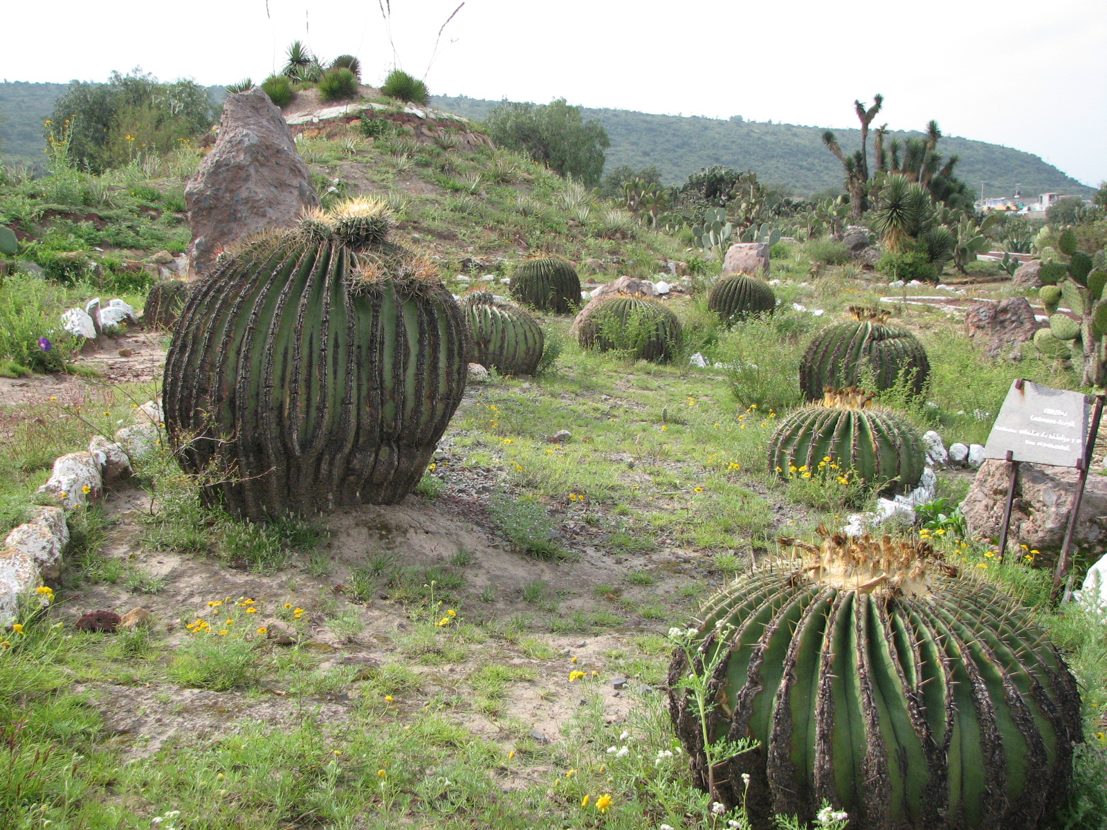 Hidalgo Tierra Mágica Pachuca, Hgo. Méx