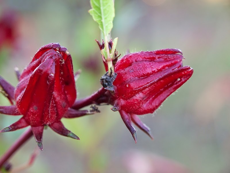 Kandungan Bunga Rosella Pdf Terbaru