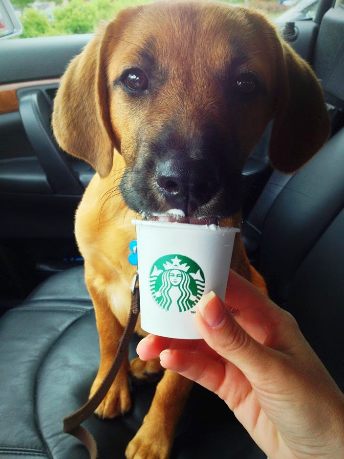 Image result for puppuccino at starbucks cost