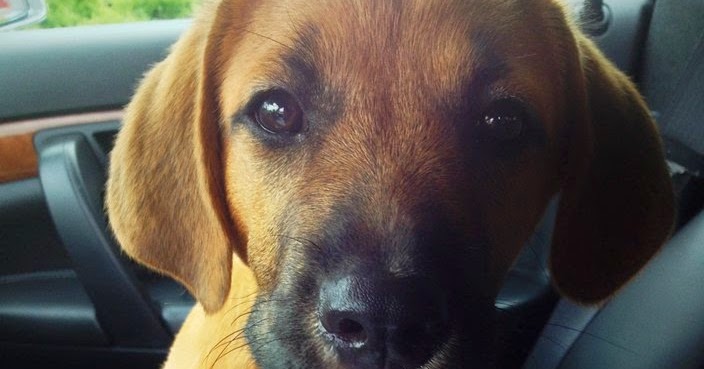 is a puppuccino for your puppuccino starbucks coffee secret menus is a puppuccino for your puppuccino starbucks coffee secret menus