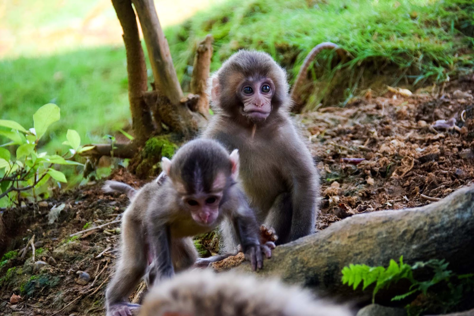 iwatayama monkey park
