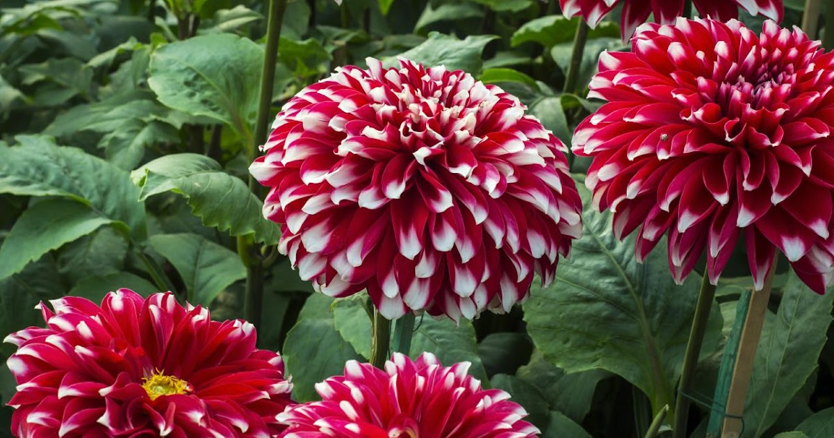 Gambar Bunga  Dahlia Yang  Indah  Kumpulan Gambar