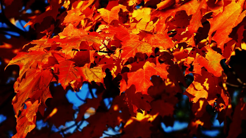Autumn Leaves of a Maple Tree