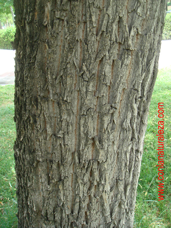 Sauce llorón Plantas