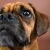 Abnormal Eyelid in Dogs thumbnail