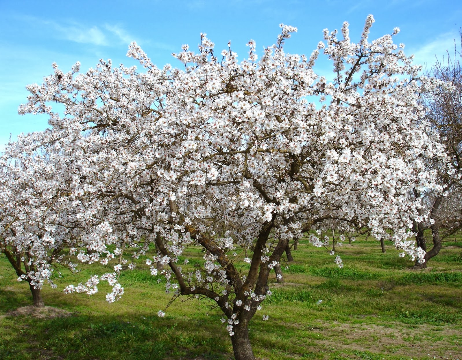 almond tree flower names and meaning flower names and images