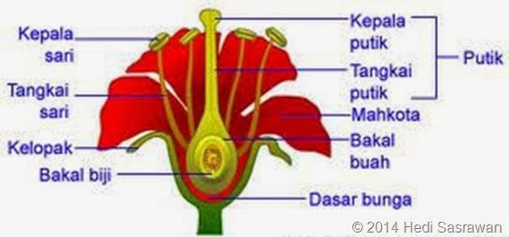 Pengertian Ciri dan Klasifikasi Kingdom Plantae Pengertian Ciri dan Klasifikasi Kingdom Plantae