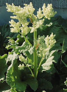  Tanaman kalembak adalah tanaman rempah herbal yg sering jumpai disekitar kita Manfaat & Khasiat Kalembak (Rheum Palmatum L)