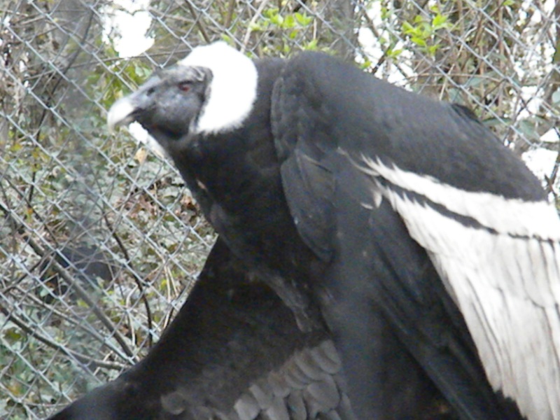 The Zoo Review Zoo Review Brandywine Zoo