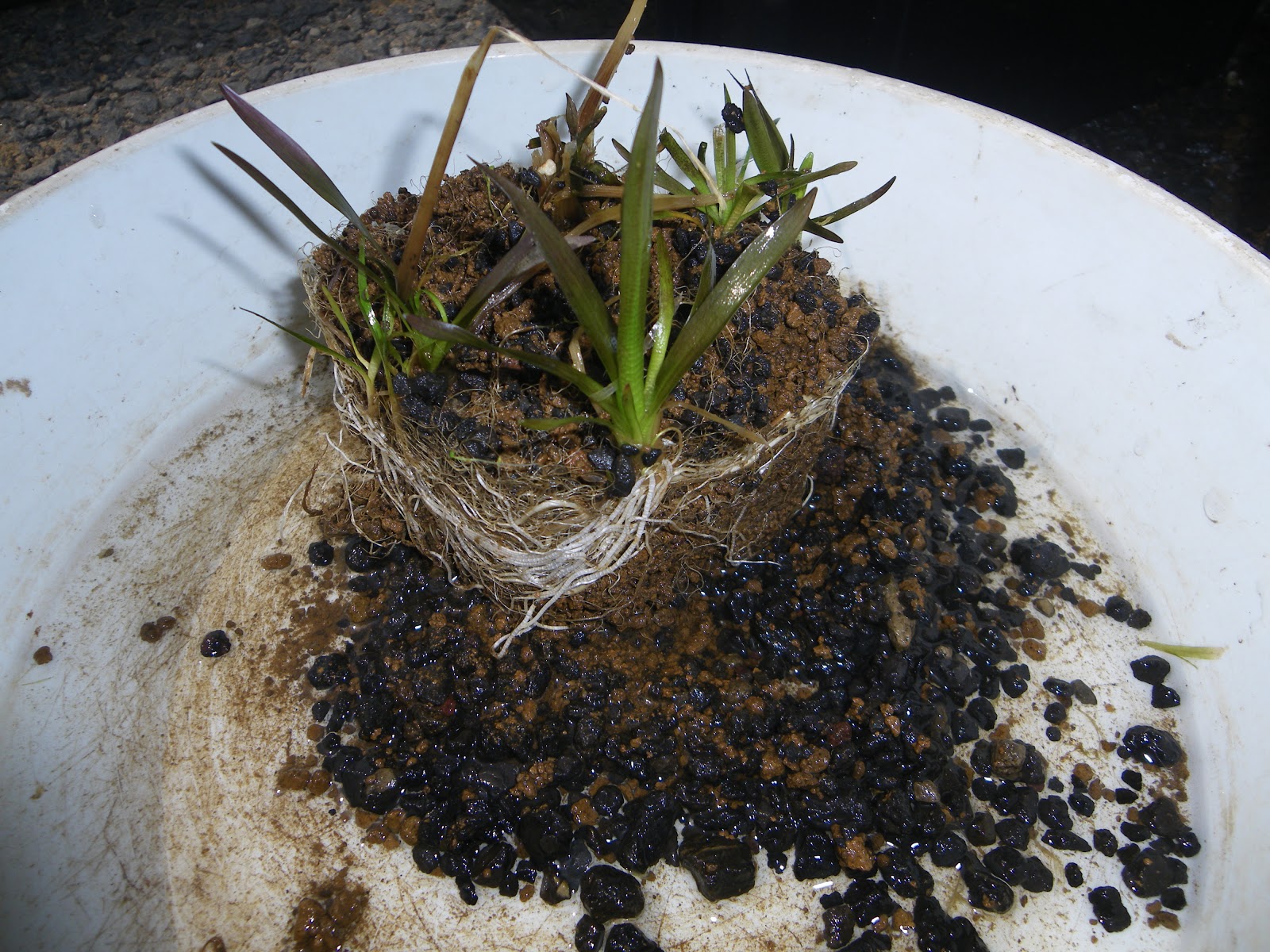 ナガバオモダカの育て方 植え替え 株分け In メダカのビオトープ メダカの大工