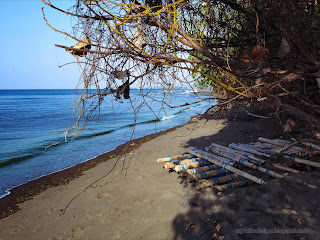 Beach Environment Bamboos For Sailing, Plants And, Sea Water, Tangguwisia Village, North Bali, Indonesia
