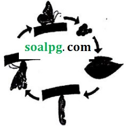 soal un ipa smp 2017