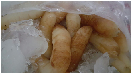 Teripang Pengobatan Herbal Penyakit Lepra