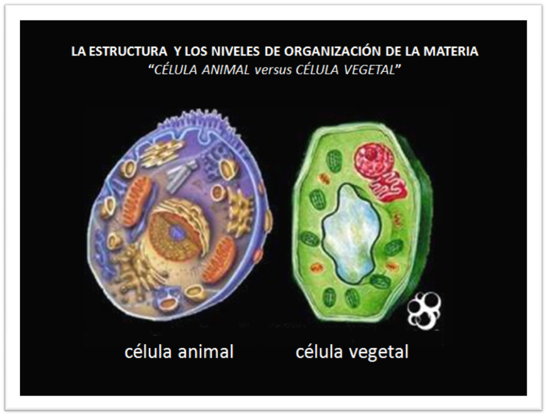 Cusevi Y Pemaco Diferencias Entre Las Células Animales Y Vegetales