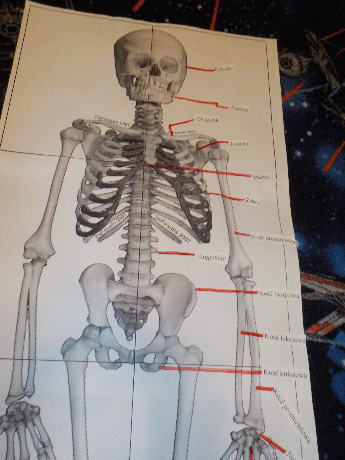 Na Rysunku Przedstawiono Jedną Z Kości Budujących Szkielet Człowieka