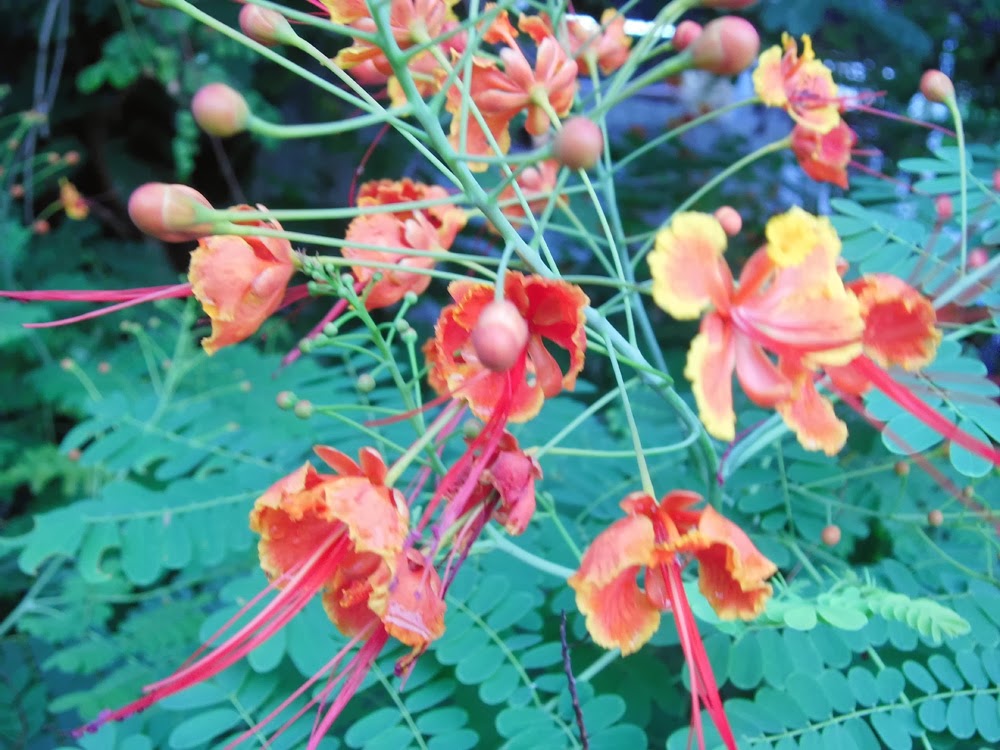 Exotic Plants in Indonesia : Kembang Merak