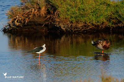 Cigüeñuela común (Himantopus himantopus) junto a un ánade azulón. Blue Nature