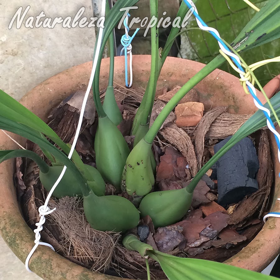 Pseudobulbos de la orquídea Pholidota imbricata