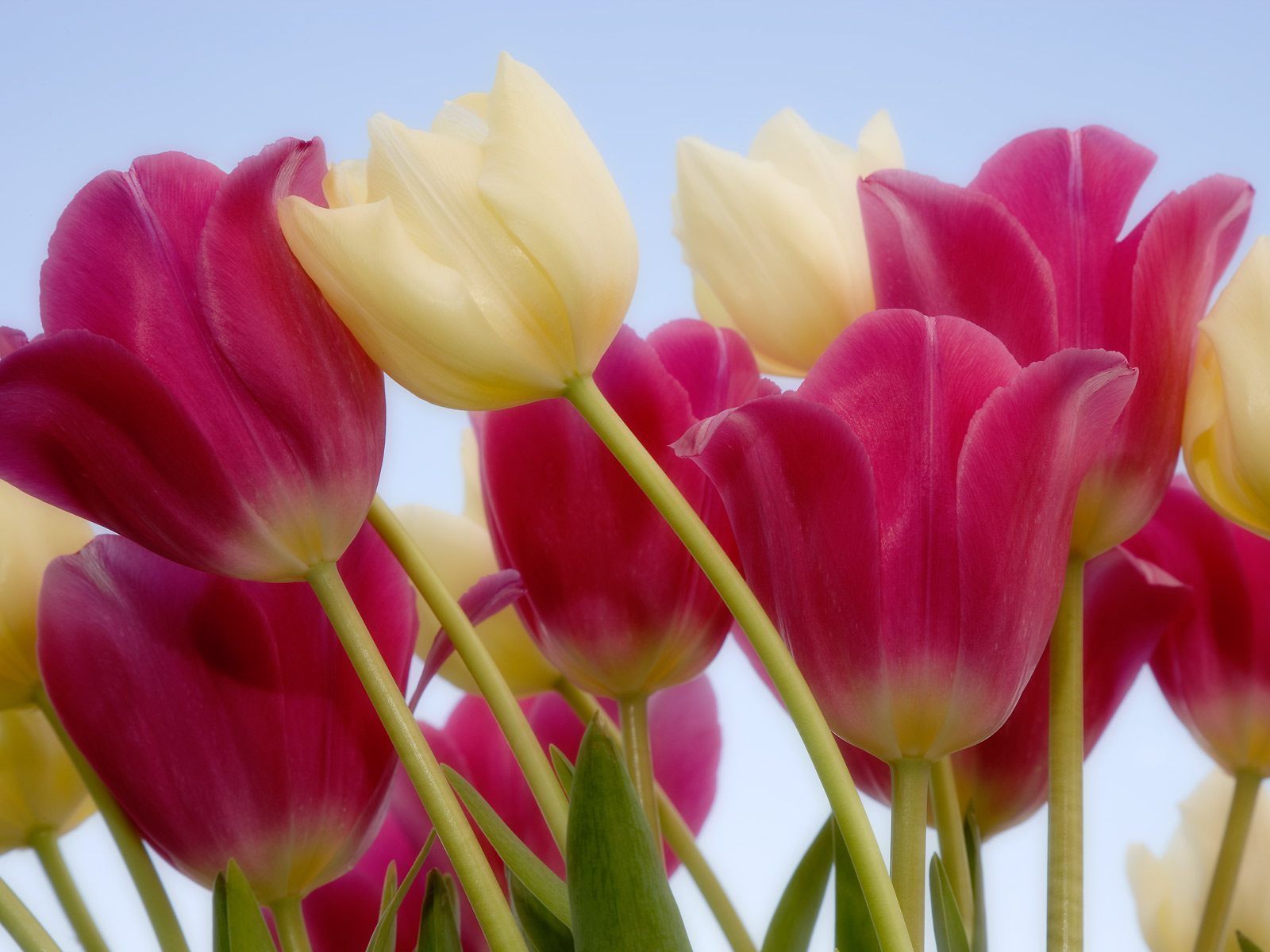 Flowers Wallpapers: Tulips Flowers Wallpapers