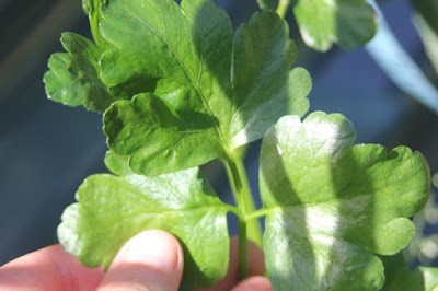 Massive Leaf Parsley Possible skirret parsley intergeneric hybrid