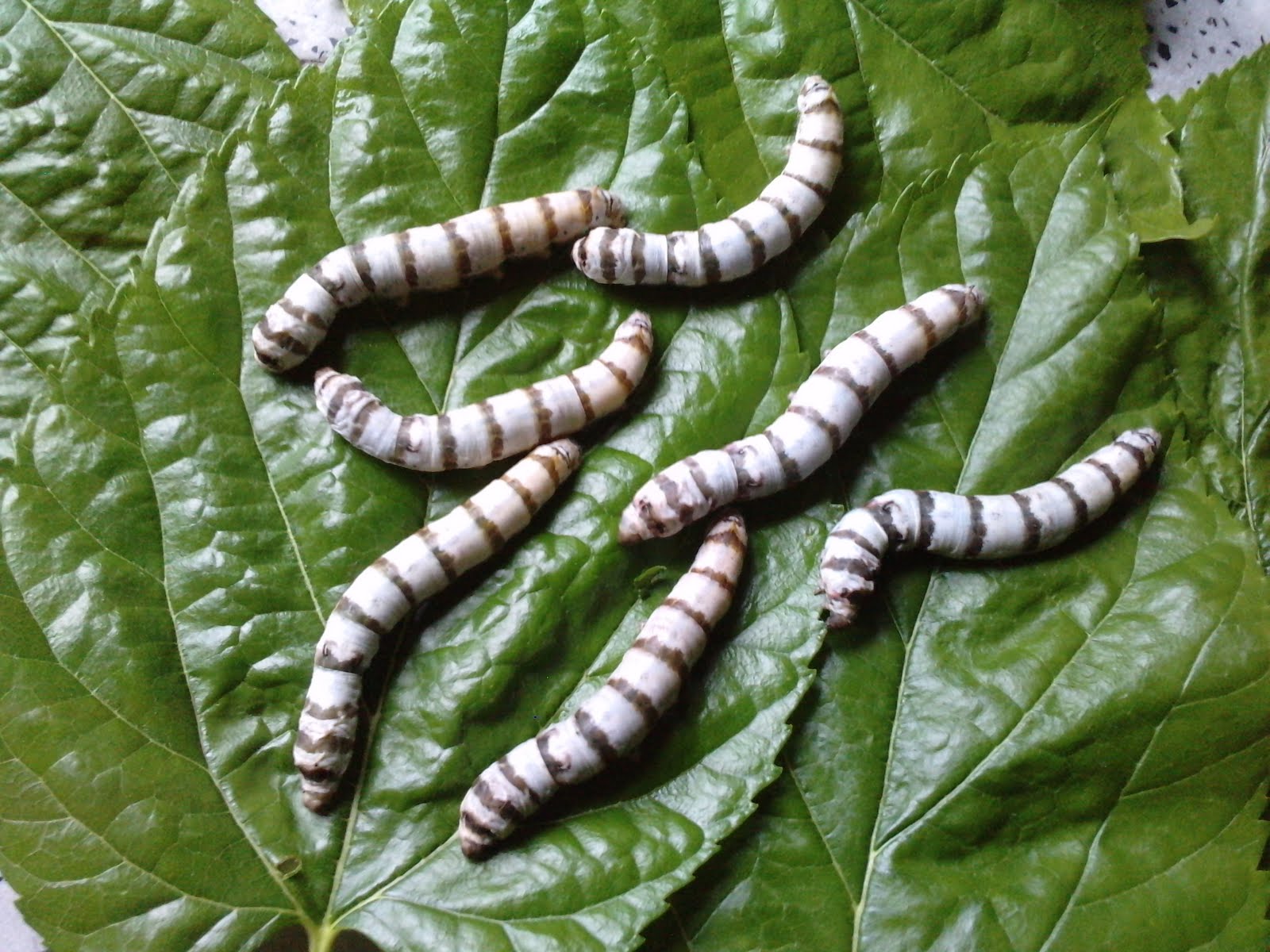 maria laura gonzalez donado(gusanos de seda)