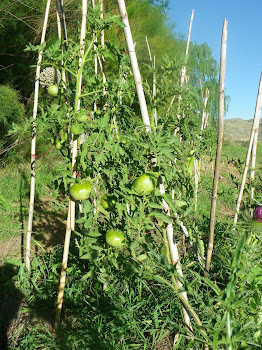 Parte de los tomates del jardín