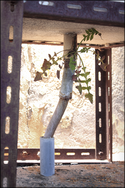 Naturaleza creciendo en desagüe fotografia,naturaleza_urbana,planta,desagüe,serie,arte