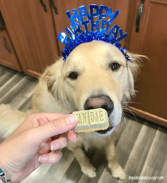 golden retriever dog celebrates birthday with canidae dog treats