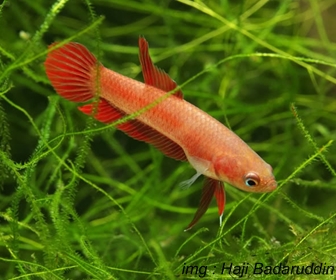 Jenis Ikan Cupang Spesies Betta Rutilans Jenis Ikan Cupang Spesies Betta Rutilans