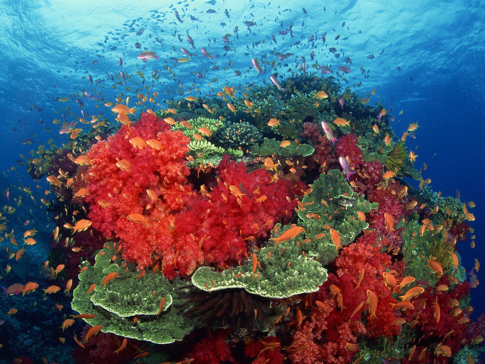 Salim Khoso: Beautiful marine Life