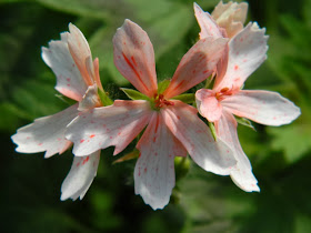 Vectis glitter pelargonium Allan Gardens Conservatory 2014 Spring Flower Show by garden muses-not another Toronto gardening blog