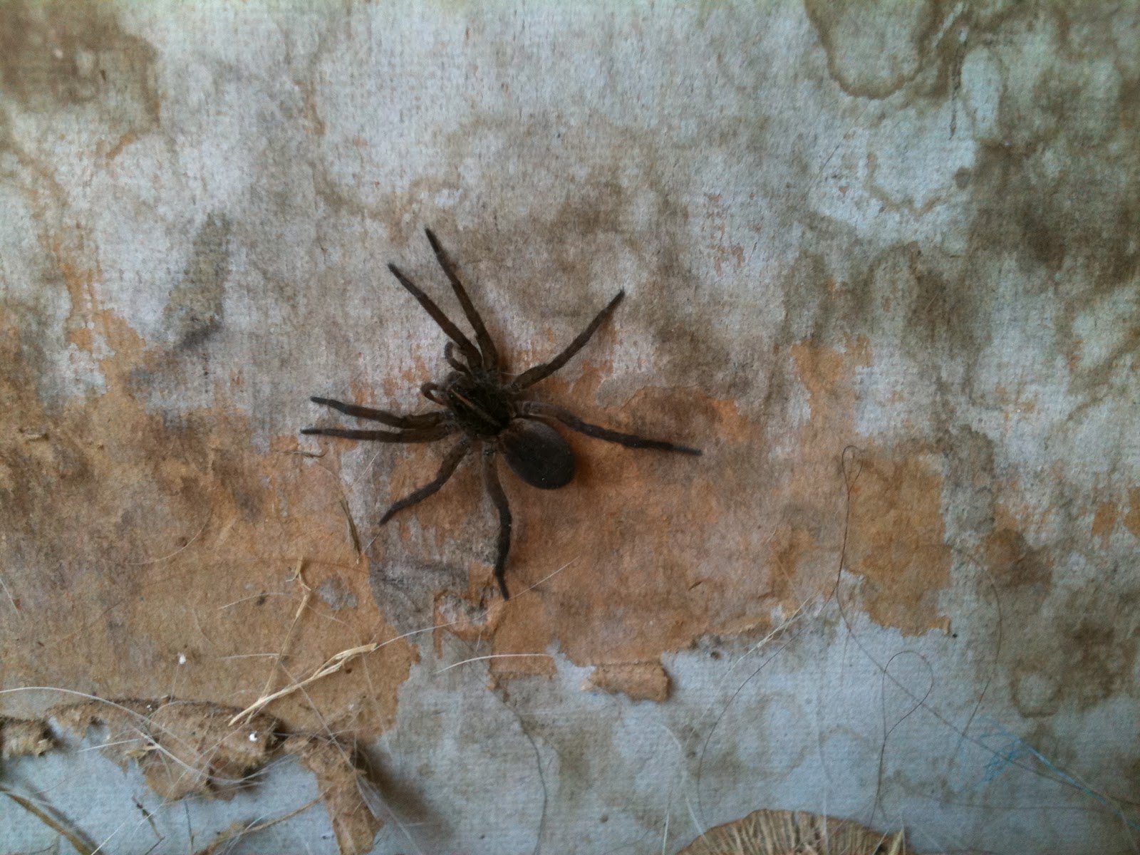 Michigan Wolf Spider Bite